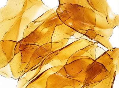 amber accord